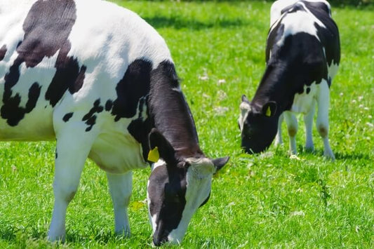 ホルスタインの牛肉はまずい？味の特徴から美味しい食べ方まで紹介