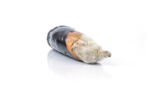 なす カビの見分け方と食べても大丈夫な判断基準