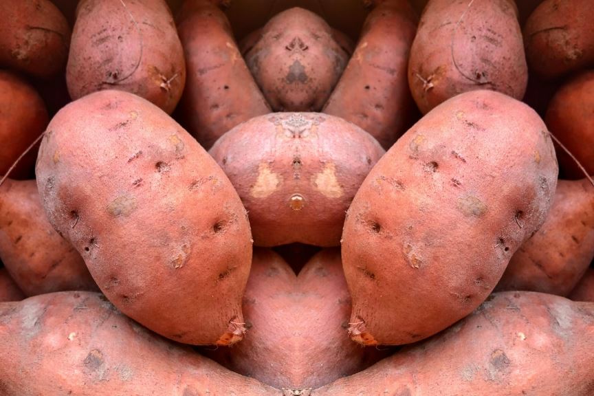 さつまいも 赤い